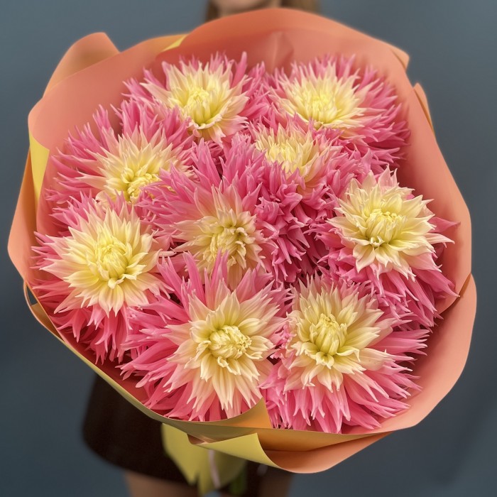 9 розово-желтых игольчатых георгин Джаст Меррид